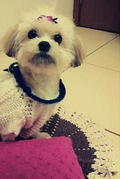 Cachorro ra a Lhasa Apso idade 7 a 11 meses nome Alice