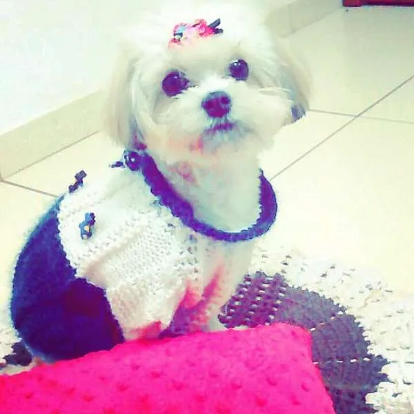 Cachorro ra a Lhasa Apso idade 7 a 11 meses nome Alice