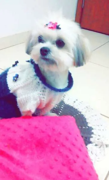 Cachorro ra a Lhasa Apso idade 7 a 11 meses nome Alice