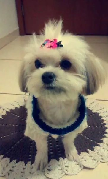 Cachorro ra a Lhasa Apso idade 7 a 11 meses nome Alice