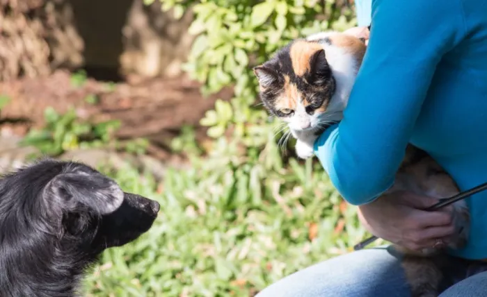 Gato ra a Sem raça  idade 2 a 6 meses nome Sem nome