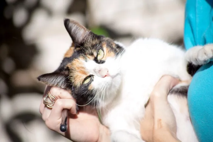 Gato ra a Sem raça  idade 2 a 6 meses nome Sem nome
