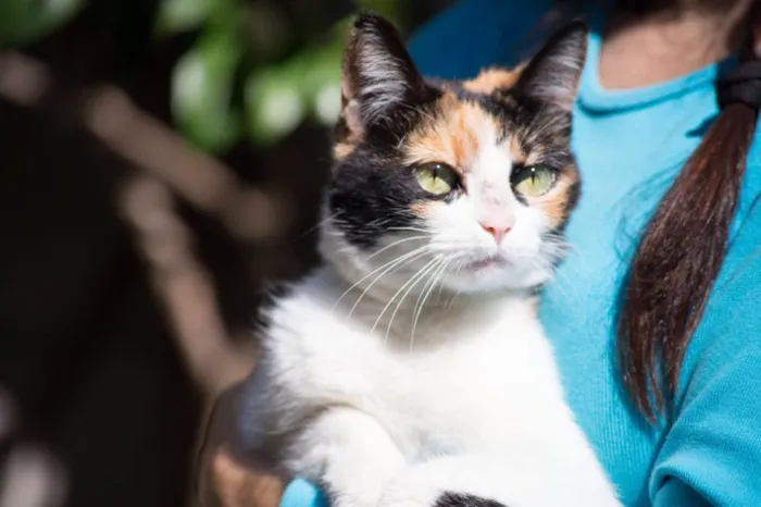 Gato ra a Sem raça  idade 2 a 6 meses nome Sem nome