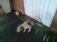 Pingo