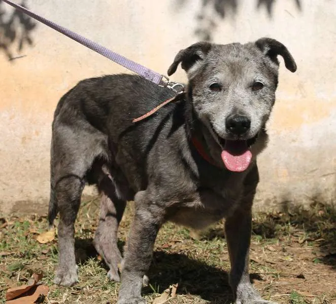 Cachorro raça SRD idade 6 ou mais anos nome Jair