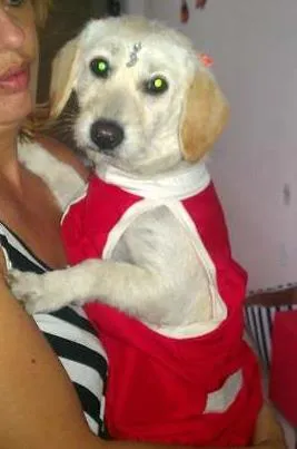 Cachorro ra a nao  idade 1 ano nome Belinha