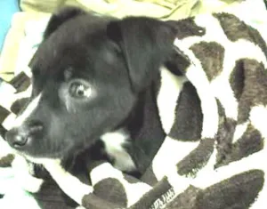 Cachorro raça SRD idade 2 a 6 meses nome Sansa