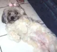 Princesa