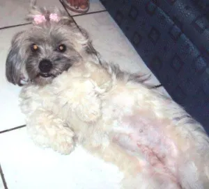 Cachorro raça Lhasa Apso idade 5 anos nome Princesa