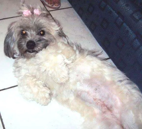 Cachorro ra a Lhasa Apso idade 5 anos nome Princesa