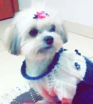 Cachorro ra a Lhasa Apso idade 7 a 11 meses nome Alice