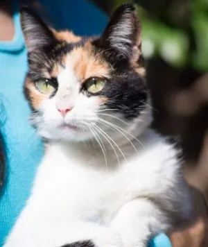Gato raça Sem raça  idade 2 a 6 meses nome Sem nome