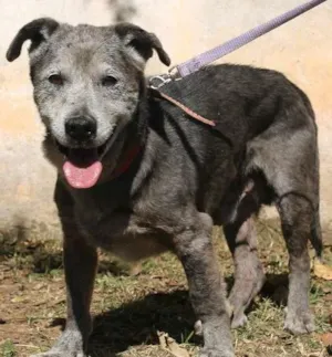 Cachorro raça SRD idade 6 ou mais anos nome Jair