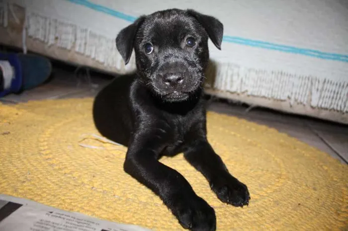 Cachorro ra a Vira Lata idade 2 a 6 meses nome Diamante