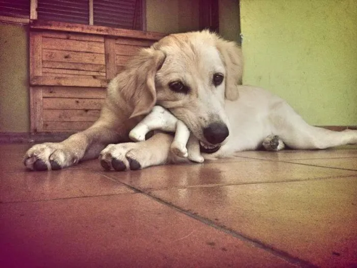 Cachorro ra a Golden idade 1 ano nome Zoe