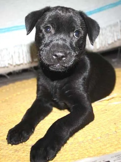 Cachorro ra a Vira Lata idade 2 a 6 meses nome Diamante