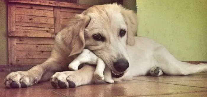 Cachorro ra a Golden idade 1 ano nome Zoe