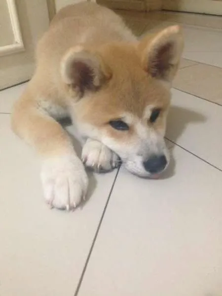 Cachorro ra a Akita idade 2 a 6 meses nome Goddard