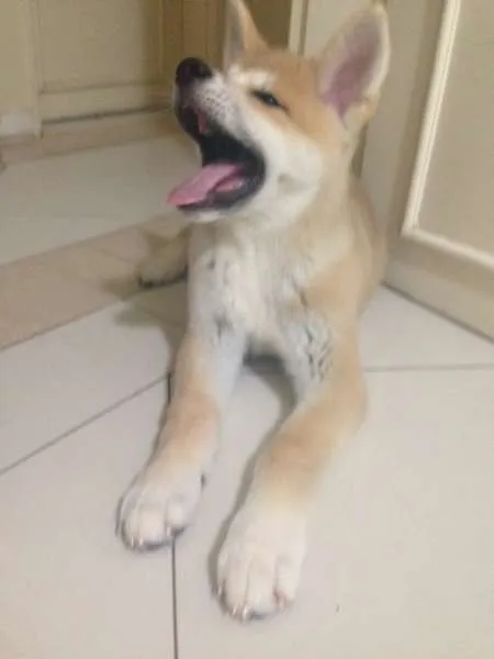 Cachorro ra a Akita idade 2 a 6 meses nome Goddard