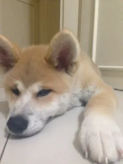 Cachorro ra a Akita idade 2 a 6 meses nome Goddard