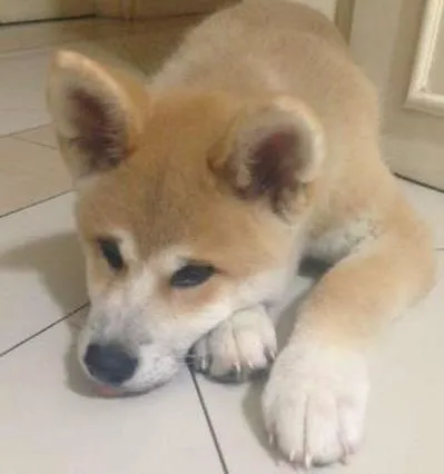Cachorro ra a Akita idade 2 a 6 meses nome Goddard