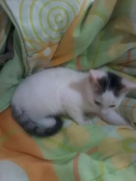 Gato raça SRD idade 2 a 6 meses nome sem nome 