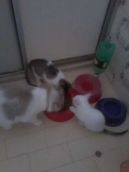 Gato raça SRD idade 2 a 6 meses nome sem nome 