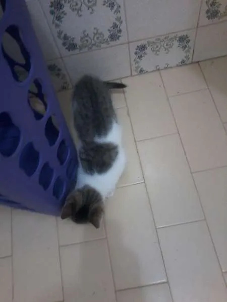 Gato raça SRD idade 2 a 6 meses nome sem nome 