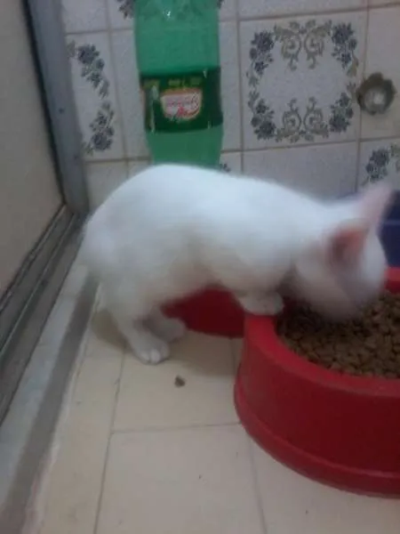 Gato raça SRD idade 2 a 6 meses nome sem nome 