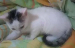 Gato raça SRD idade 2 a 6 meses nome sem nome 