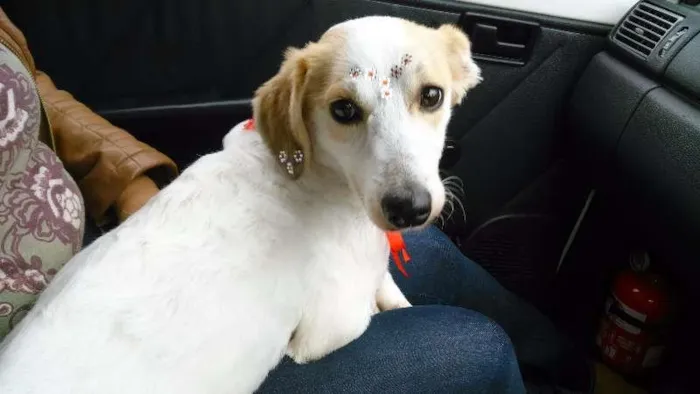 Cachorro ra a SRD idade 3 anos nome Clara