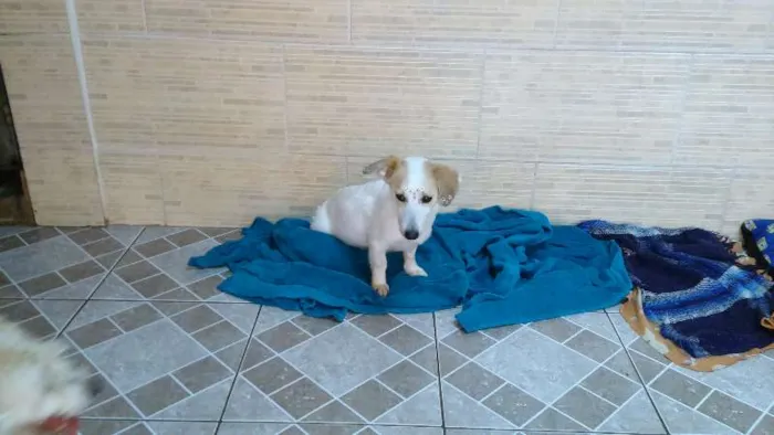 Cachorro ra a SRD idade 3 anos nome Clara