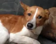 Fofucha