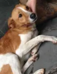 Fofucha