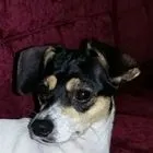 Cachorro raça Fox Paulistinha idade 1 ano nome Kika