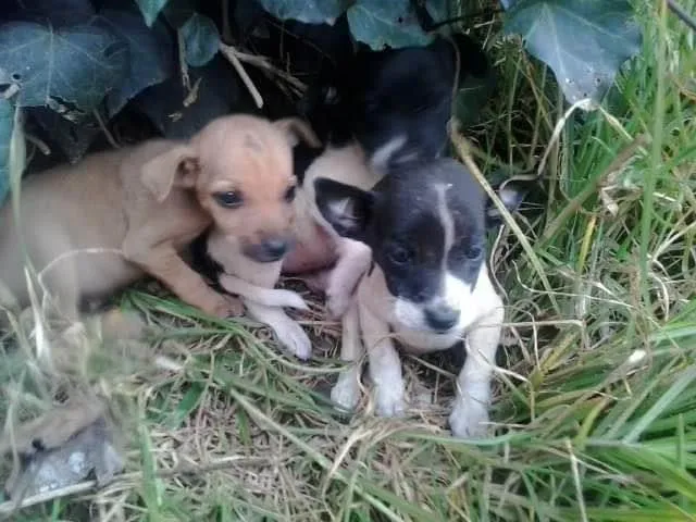 Cachorro ra a SRD idade 2 a 6 meses nome Pequeninas