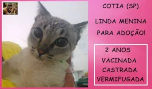 Gato raça SRD idade 2 anos nome Melissa