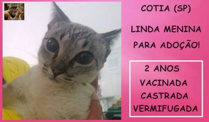 Gato ra a SRD idade 2 anos nome Melissa