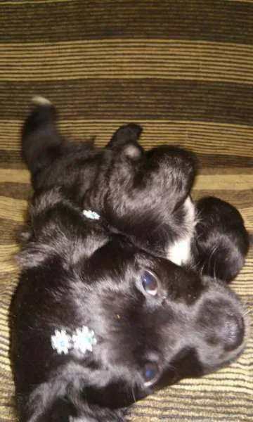 Cachorro ra a sem raça definida idade Abaixo de 2 meses nome Melissa 