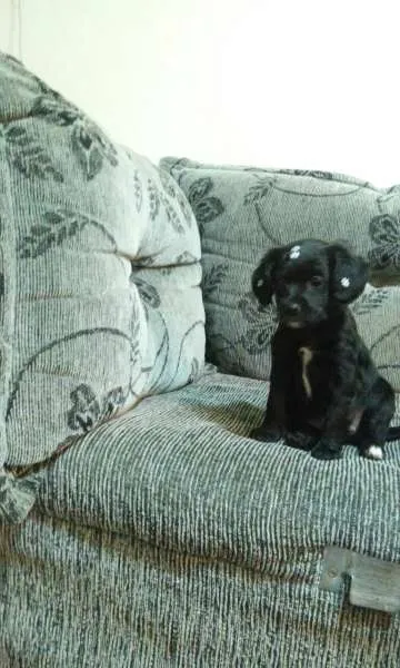 Cachorro ra a sem raça definida idade Abaixo de 2 meses nome Melissa 