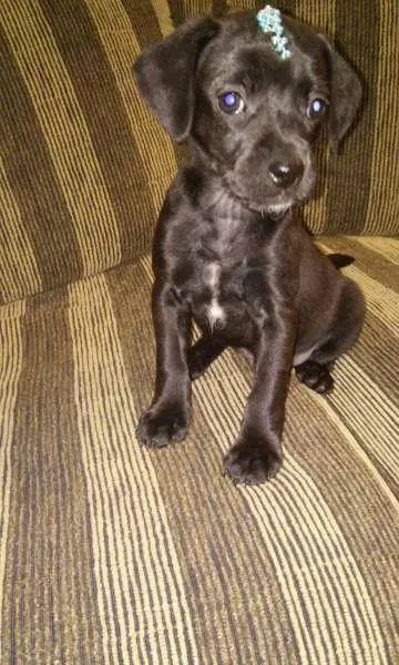 Cachorro ra a sem raça definida idade Abaixo de 2 meses nome Melissa 