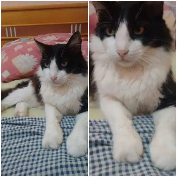 Gato raça SRD idade 4 anos nome Nino