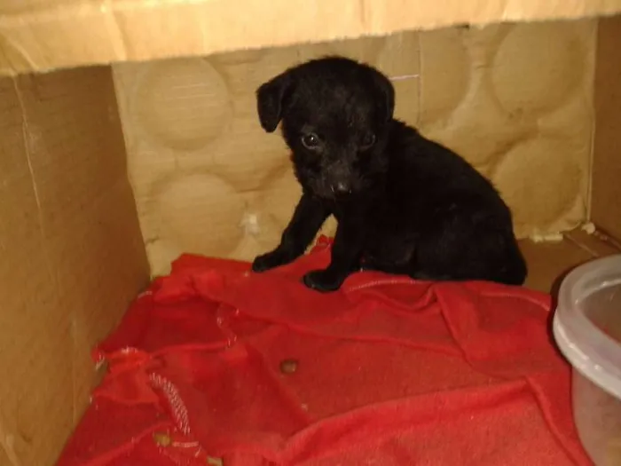 Cachorro ra a Sem Raça idade Abaixo de 2 meses nome Sem Nome
