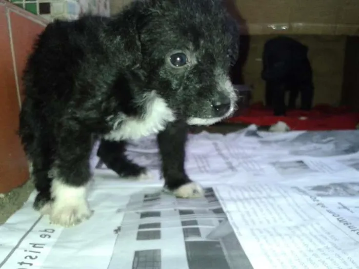Cachorro ra a Sem Raça idade Abaixo de 2 meses nome Sem Nome