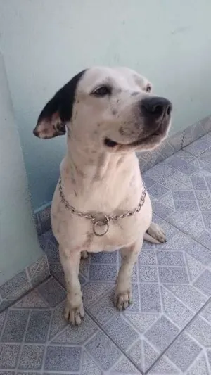 Cachorro raça Indefinida idade 2 anos nome Jorge 