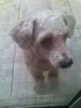 Floquinho
