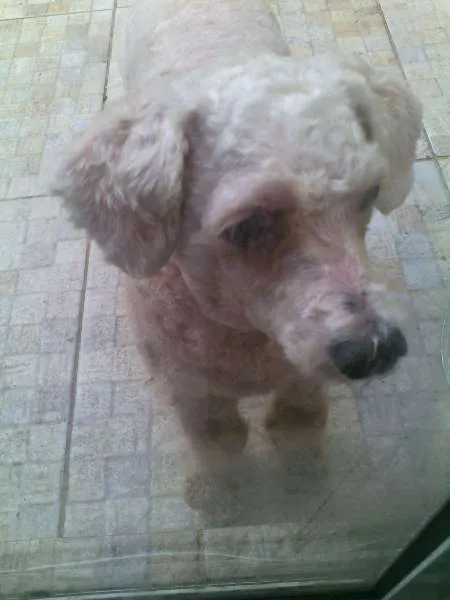 Cachorro ra a Poodle idade 2 anos nome Floquinho