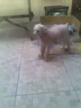 Floquinho