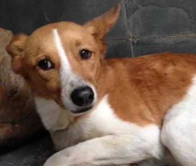 Cachorro ra a srd idade 2 anos nome Fofucha