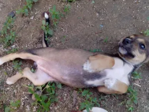 Cachorro raça ... idade 2 a 6 meses nome Pugatinha
